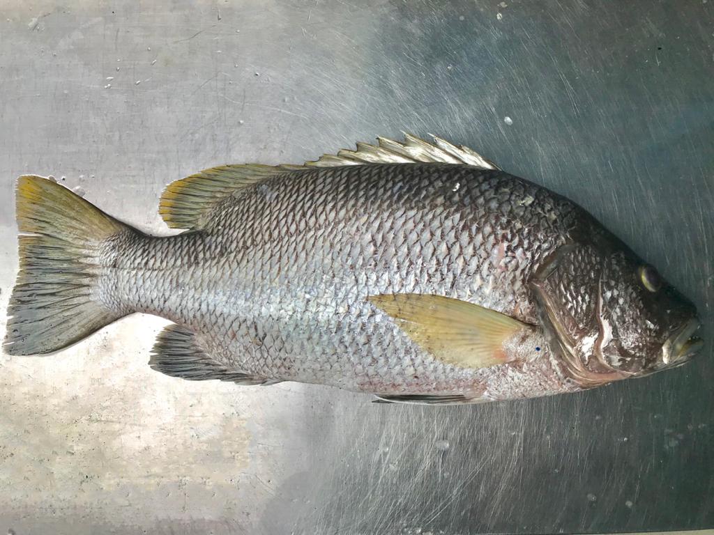 Papuan black bass